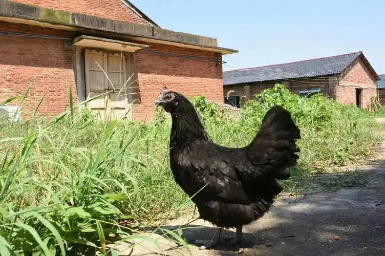 黑鸡苗供应 五黑乌鸡苗批发 五黑鸡苗 五黑一绿绿壳蛋鸡苗价格