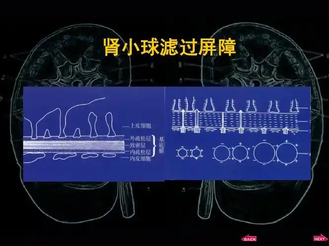 内科学 肾小球滤过屏障