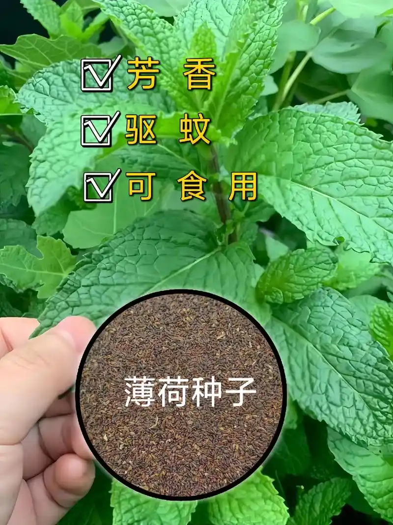 薄荷又名苏薄荷,可以驱除蚊虫,泡茶饮用,还能用于煲汤,煮粥,做菜