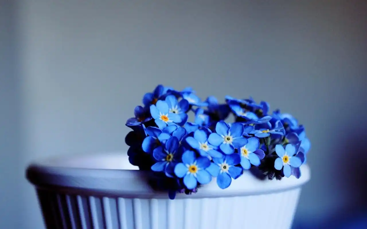 唯美可爱花卉高清电脑壁纸