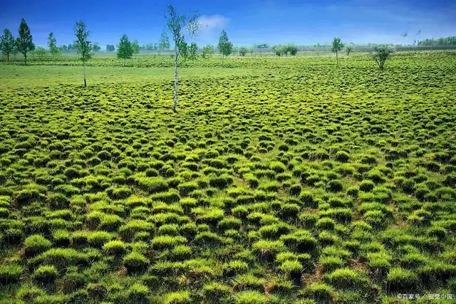 草甸子里,黑色的水坑