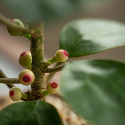 菩提树禅意盆栽新中式书房茶室办公室好养观叶果盆景净化空气绿植