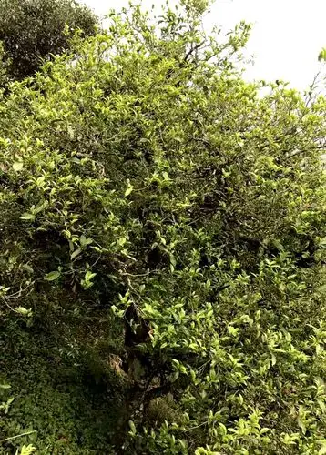 双江勐库十八寨茶厂一品百年冰岛老寨单株四号今日开采直播