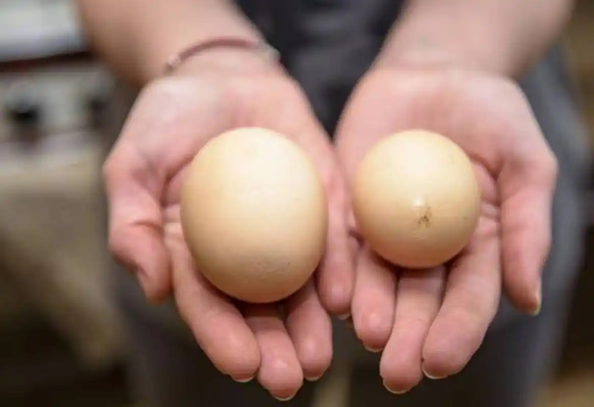 可我好像也并没有什么不适,性生活也能满足,请问睾丸一大一小要不要