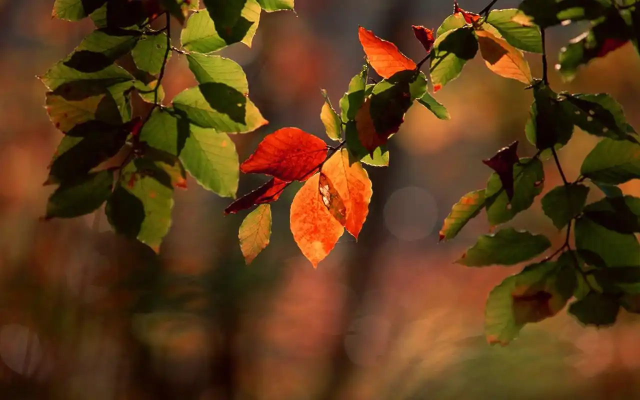 初秋唯美枫叶风景图片桌面壁纸