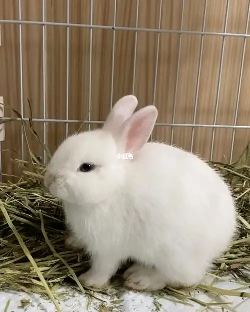 兔宝2个月大时的珍贵影像