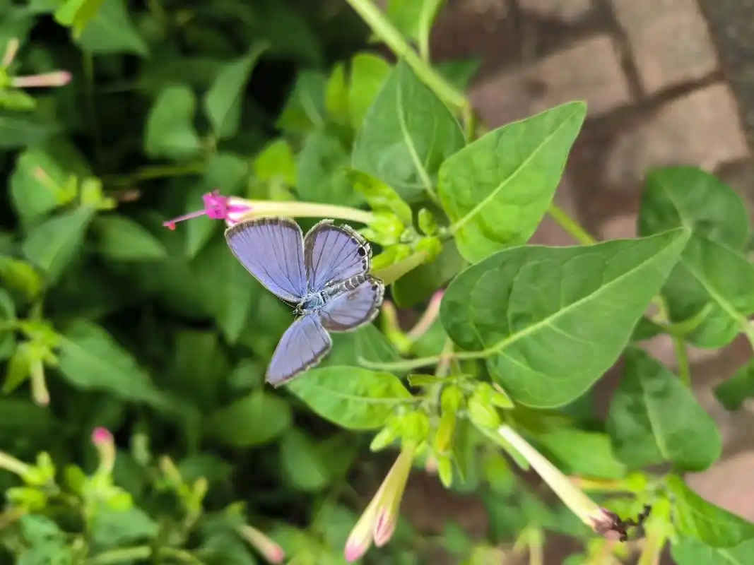 窗外地雷花开,吸引了很多这种蓝紫色的小蝴蝶.