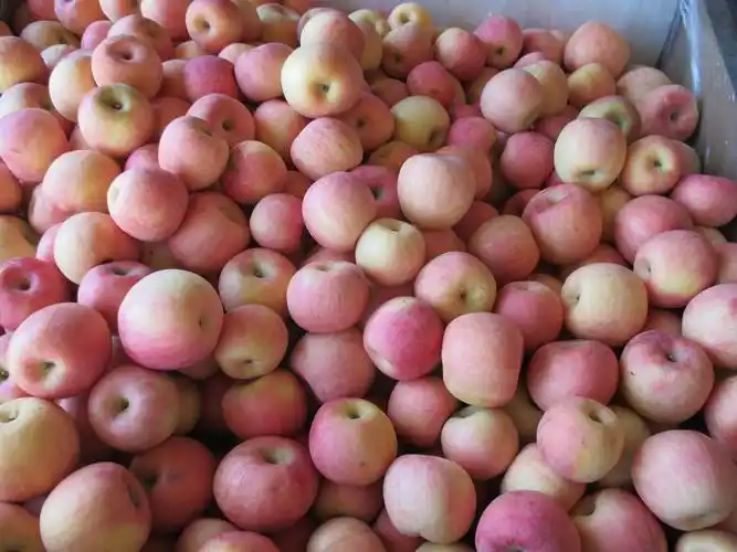 山东烟台供应出口级红富士苹果,脆甜,新鲜水果价格 - 中国供应商移动