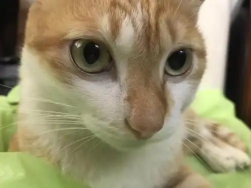 【求助】这两天发现猫咪瞳孔大小不一,有没有可能.