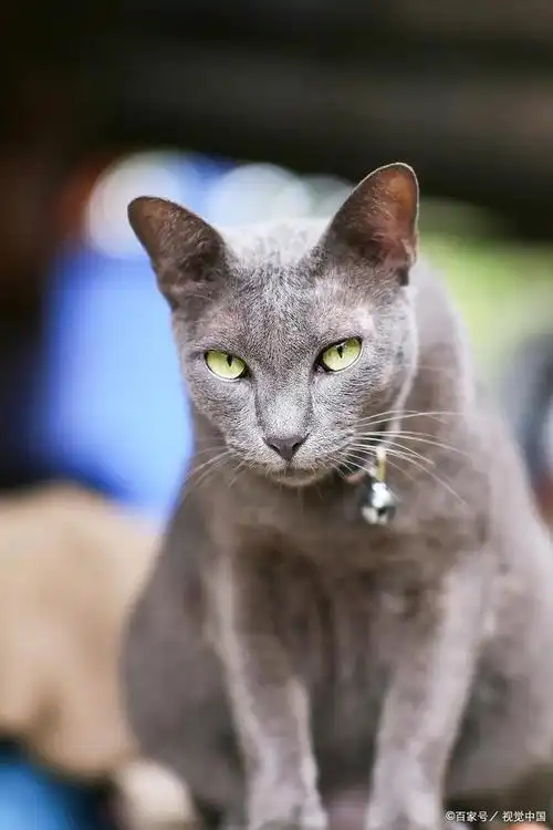 爱宠记 铲屎官 新手养猫 你了解猫界斗士—科拉特猫吗?