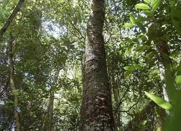 价比黄金世界上最贵重的十种木材