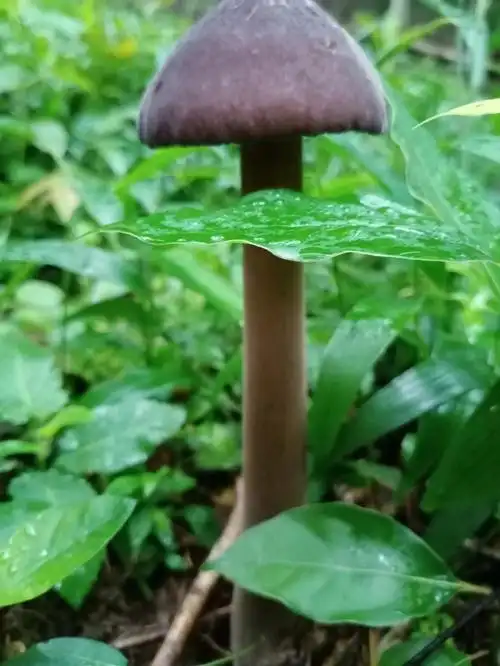 野生黑皮鸡枞菌