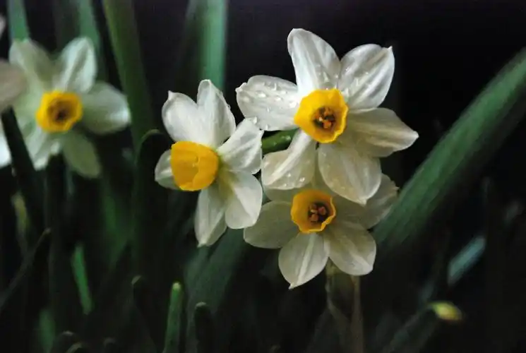 牢记!养植物选对品种,有些花草要赶快搬离卧室