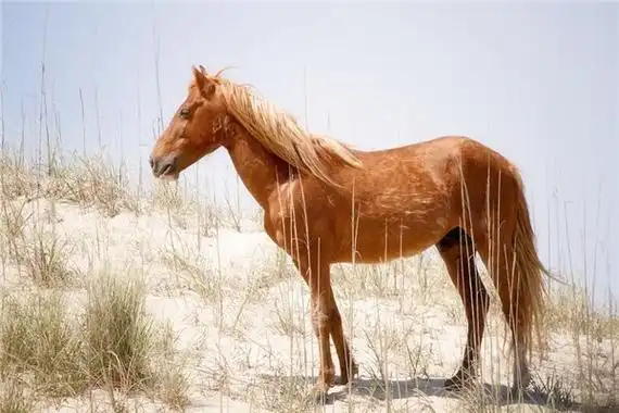 属马女最佳婚配表 属马人婚配禁忌_属马_卜易居