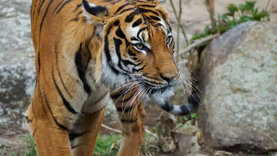 59m上传时间:2020-06-16壁纸标签:老虎4k壁纸封面图老虎壁纸【36】