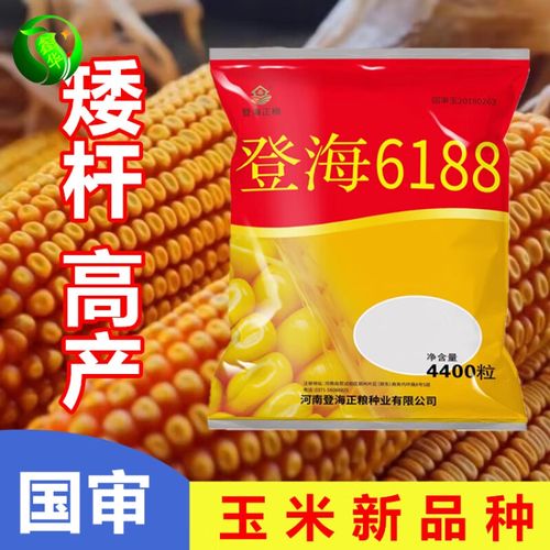 园兴玉米新品大田矮杆玉米种子杂交种子低杆抗倒好棒子大抗病 矮大棒