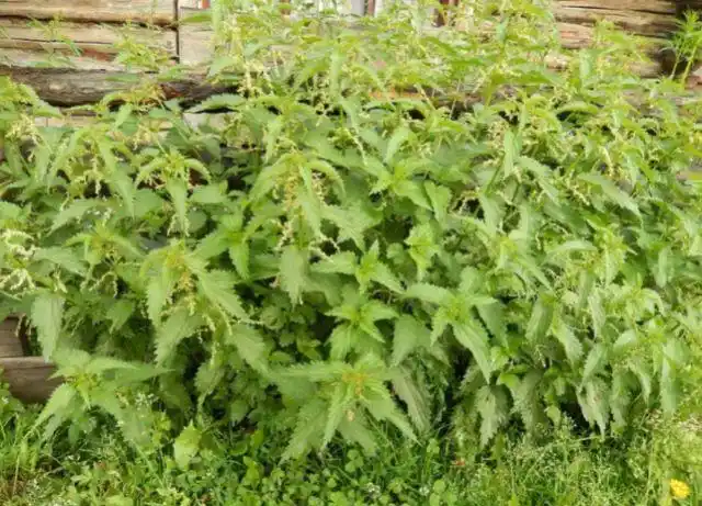 俗称"百草之王"的植物,药用用途广,价值珍贵,含有丰富蛋白质