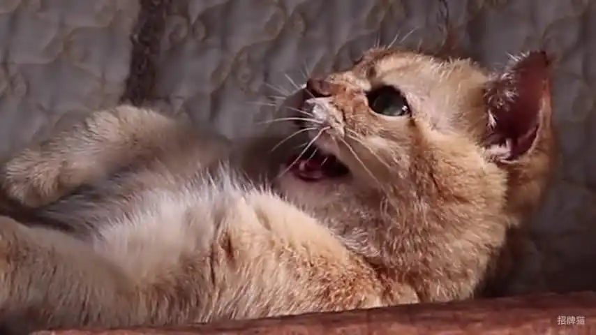 喊名字就答应的小猫,叫声有点独特-萌宠视频-搜狐视频