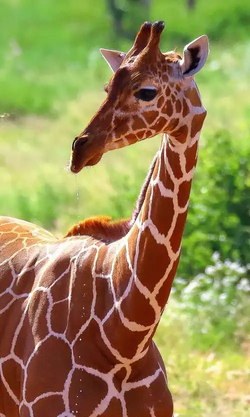 可爱的动物 —— 长颈鹿