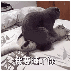 猫咪表情包:反抗是不敢反抗的,只能偷偷略略略这样子