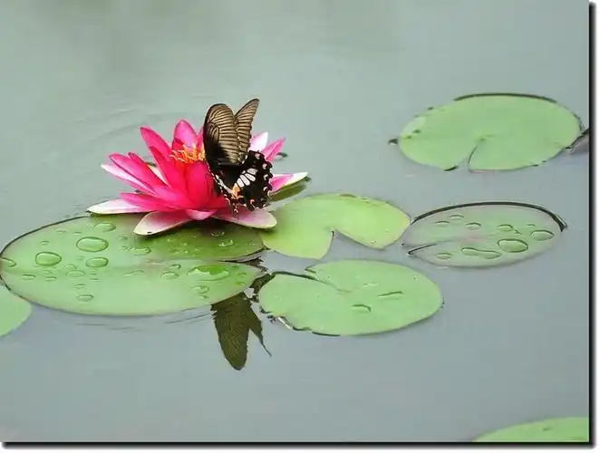 蝴蝶·莲花
