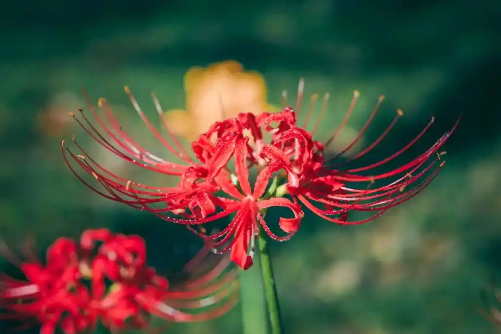 花语是什么来着?#彼岸花 #手机摄影  - 抖音