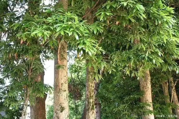 金丝楠木价值上亿,而树苗却十分廉价:为何没人选择种植?