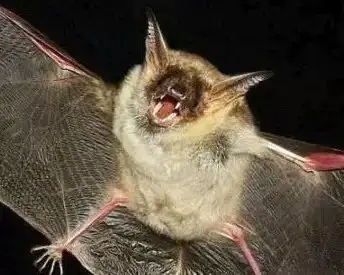 野生动物身上的病毒