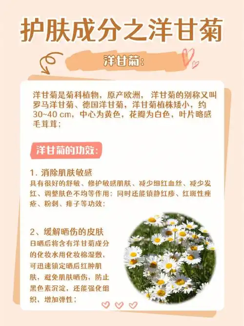 护肤成分之洋甘菊,洋甘菊有什么功效?对护肤有什么用呢?
