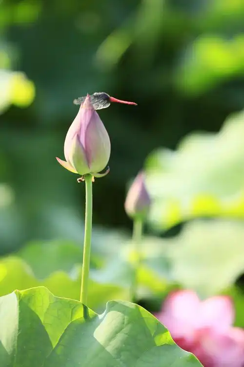 蜻蜓立上头荷花别样红