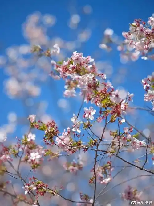 在这个充满生机的季节里,感受到了大自然的温暖和美好.