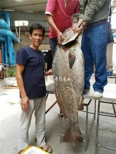 曾经常见的毛鲿鱼,到底拥有怎样的秘密?为它们招来了灭顶之灾