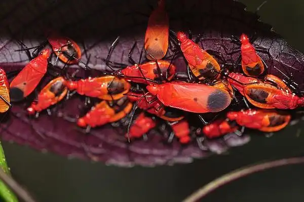 木石的相册-蝽(臭屁虫)
