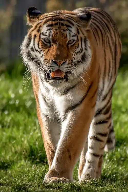 老虎走向你,草,野生动物 iphone 壁纸