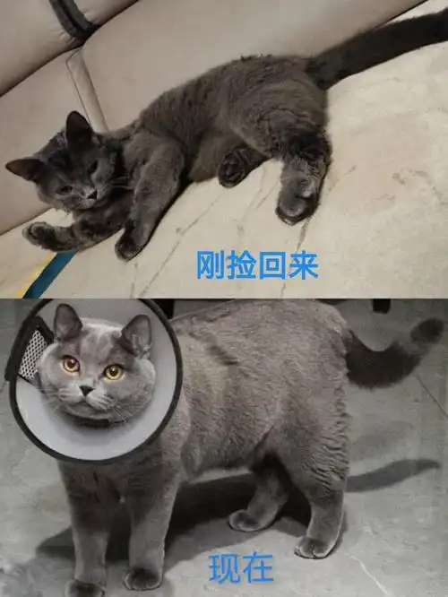 蓝猫捡来到现在3个月的变化