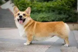 没尾巴的狗是什么品种一起来瞧瞧有哪些