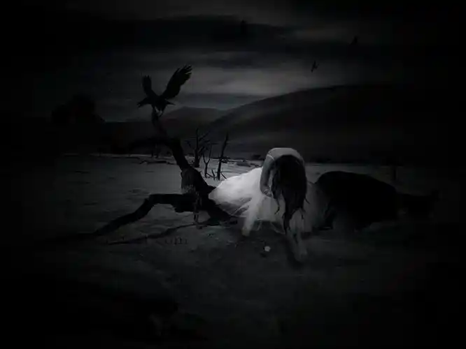 黑色死亡的介绍