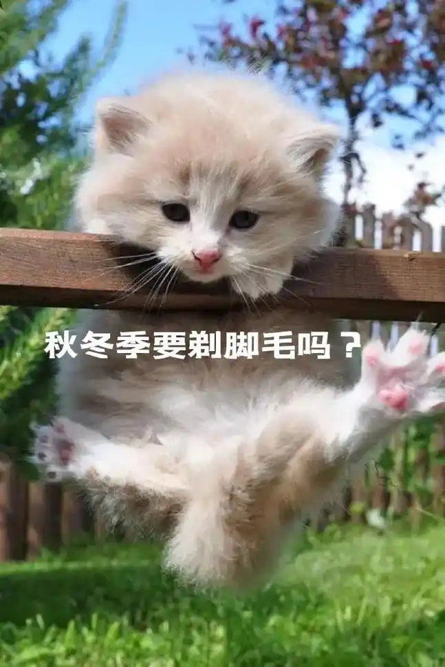 玛莉洋宠物小百科秋冬季要剃脚毛吗