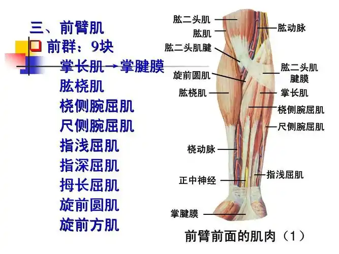 肱二头肌腱膜掌长肌桡侧腕屈肌尺侧腕屈肌 指浅屈肌 前臂前面的肌肉(1