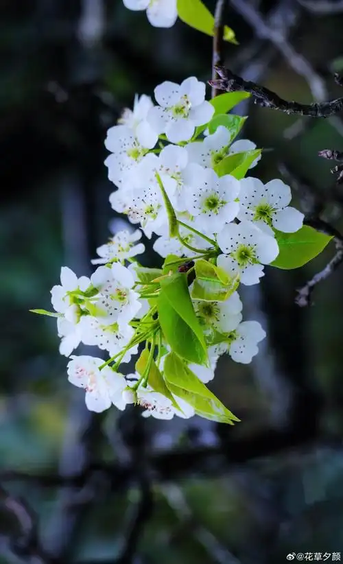 梨花.#随手拍##植物#植物超话