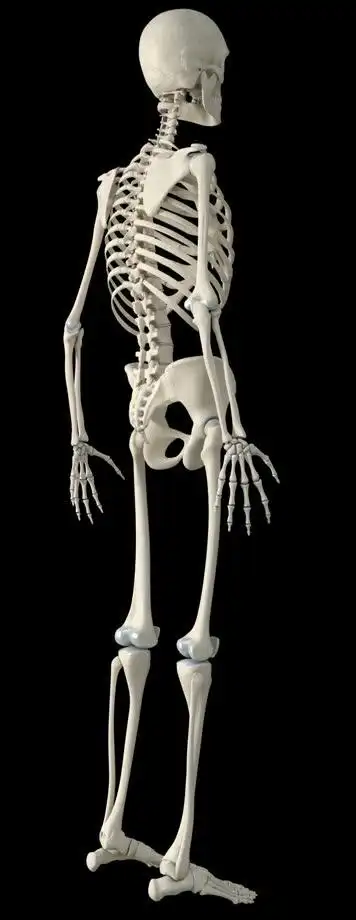 三维人体上部骨骼旋转动画带通明通道通道合成