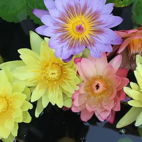 台湾香九品莲花礼佛送礼养生九品莲花送花瓶隔天到达快递10朵起订