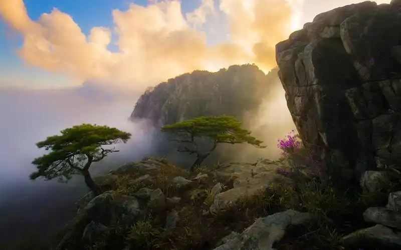 美丽的早上在高山之巅,云,花草,树木,岩石,雾