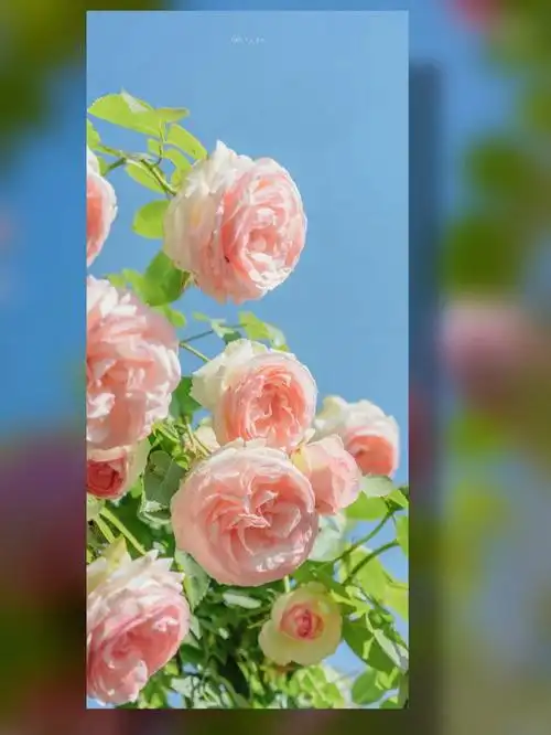 iphonex壁纸高级花