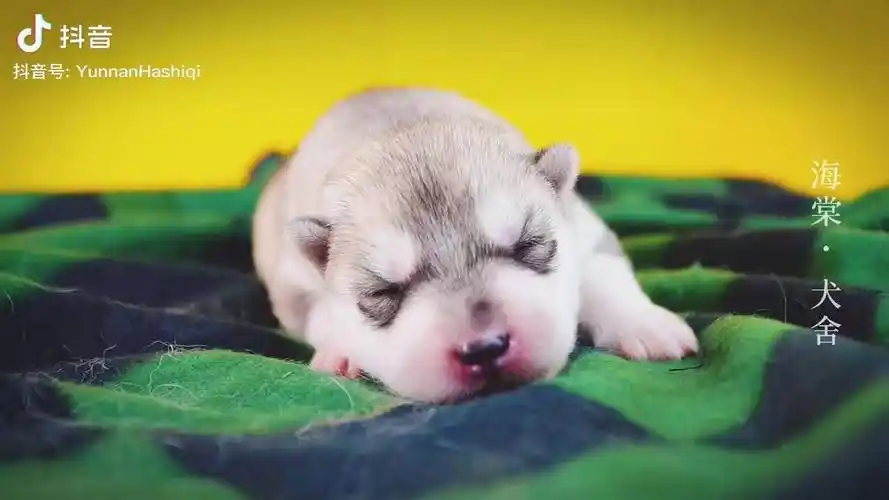 融化你的小奶狗萌宠赛级哈士奇哈士奇幼犬