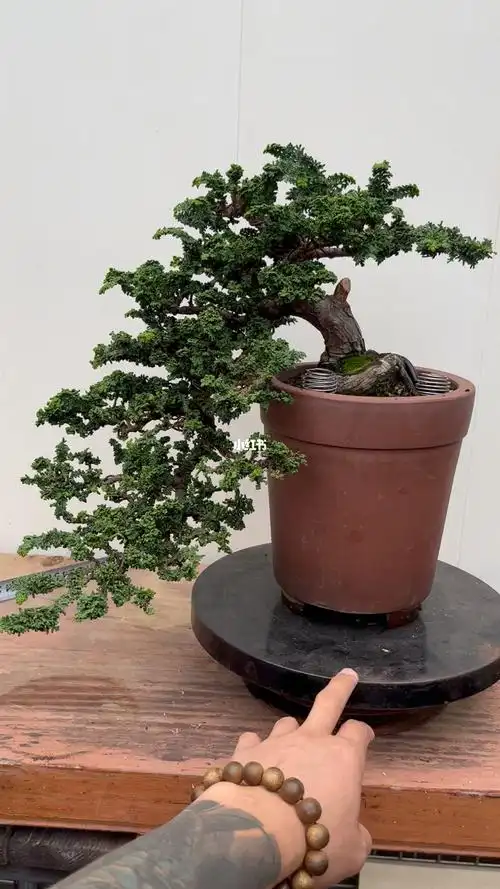 悬崖石化桧#盆景  #盆景艺术  #石化桧  #花园  #我的花花草草成长