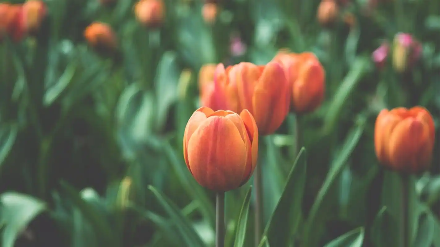 唯美郁金香桌面壁纸壁纸(小清新静态壁纸) - 静态壁纸下载 - 元气壁纸