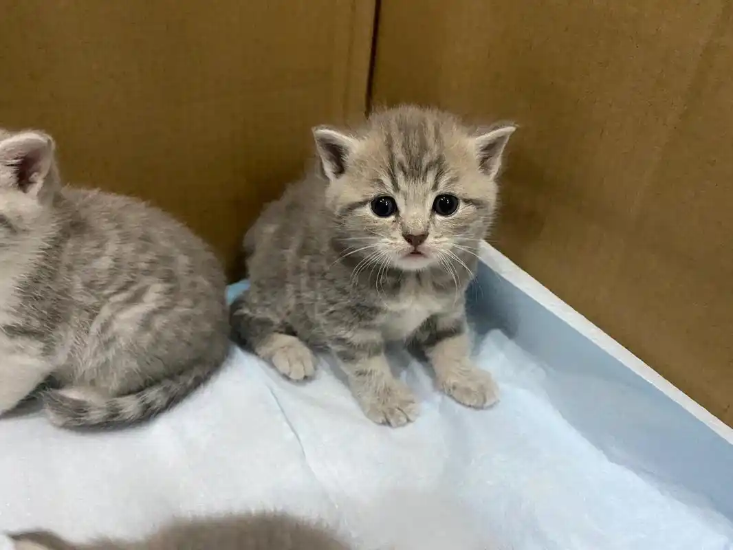 英短银渐层和蓝白生的什么崽崽 爸爸银渐层妈妈蓝白 生了两只蓝白