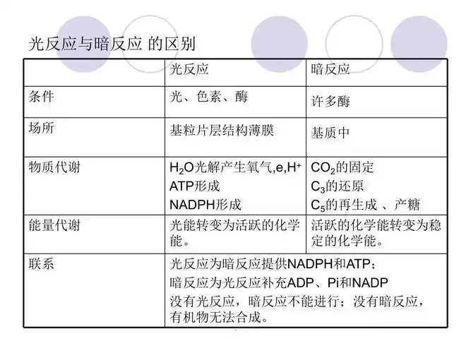高中生物暗反应与光反应