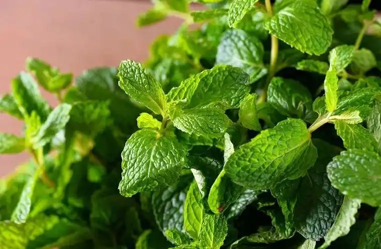 新鲜薄荷叶可食用装饰水吧酒吧蛋糕西餐烘焙留兰香薄荷叶莫吉托150g